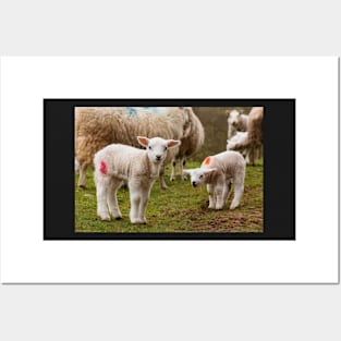 Newborn Lambs in the Brecon Beacons Posters and Art